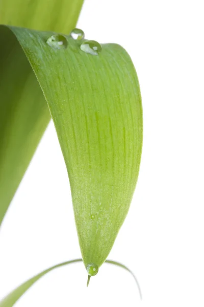 stock image Green sprout