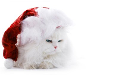 Cat in the Santa cap clipart