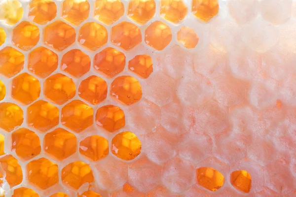 stock image Honeycomb