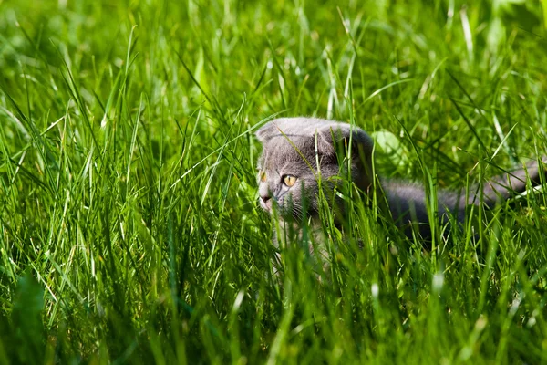 stock image Little kitten