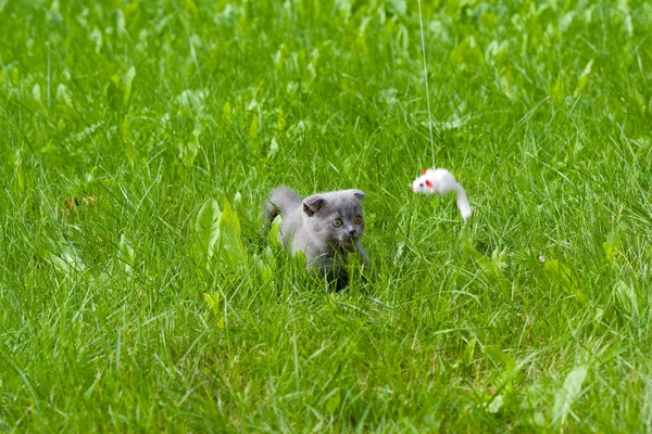 stock image Little kitten