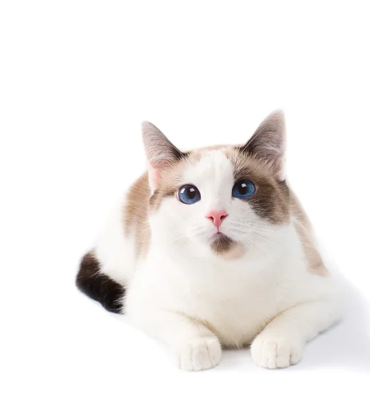 Домашньої кішки — стокове фото