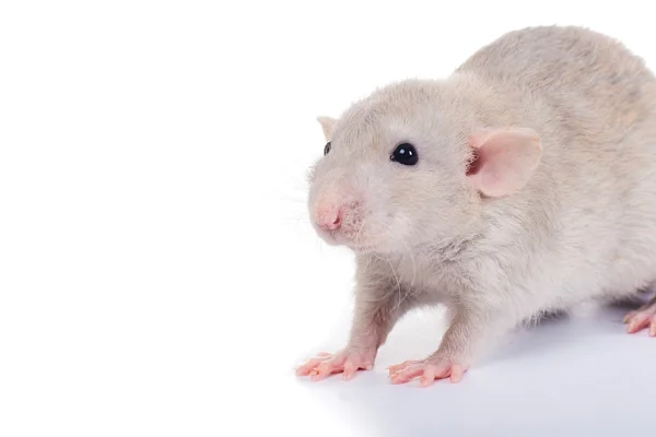 stock image A little decorative rat