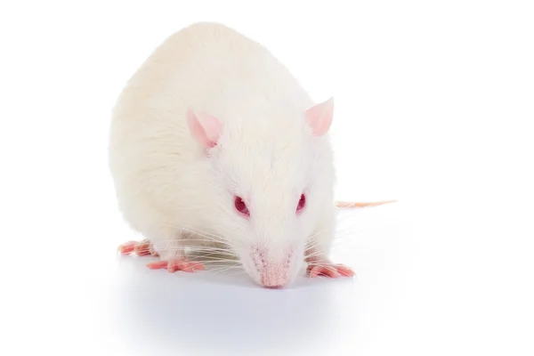 stock image White rat