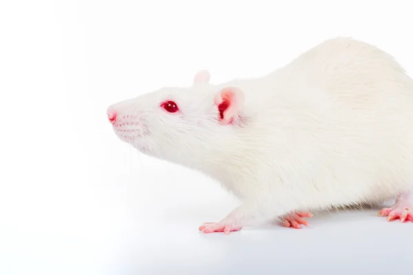 stock image White rat