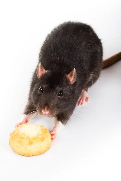 stock image Little rat