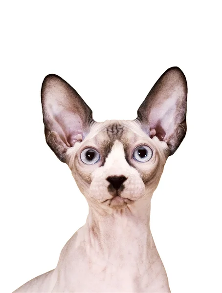스핑크스 고양이 — 스톡 사진
