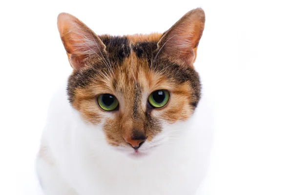 Черепашья кошка — стоковое фото