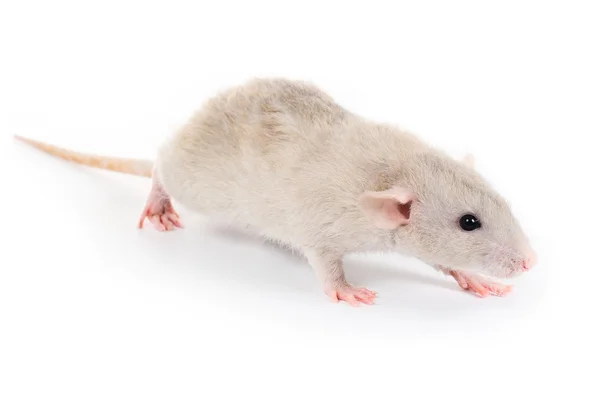 Stock image A little decorative rat