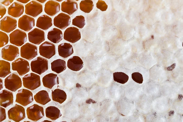 Honeycomb Stock Picture