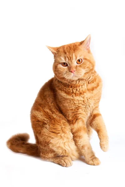 Vörös macska — Stock Fotó
