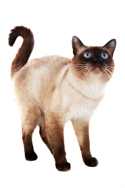 Azul olho gato doméstico — Fotografia de Stock