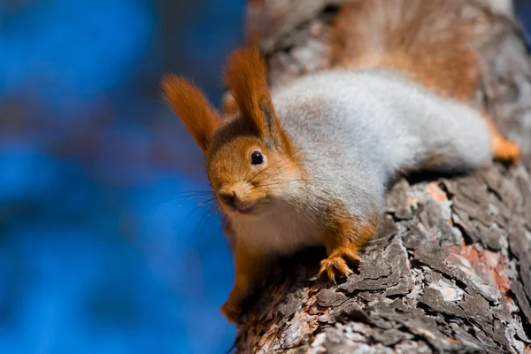 stock image Red squirrel