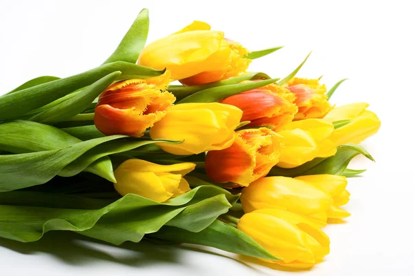 Bukett av vårens gula tulpaner — Stockfoto