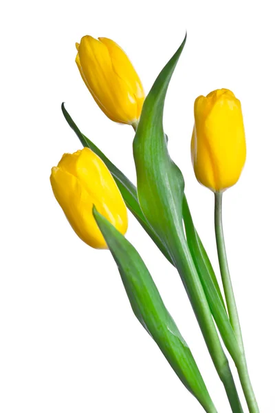 春の黄色いチューリップの花束 — ストック写真