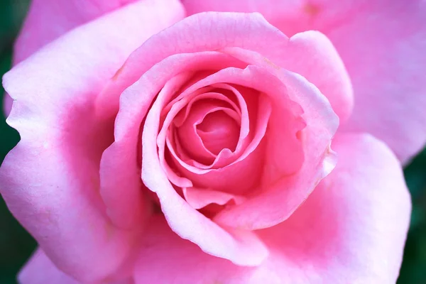 Όμορφο τριαντάφυλλο — Φωτογραφία Αρχείου