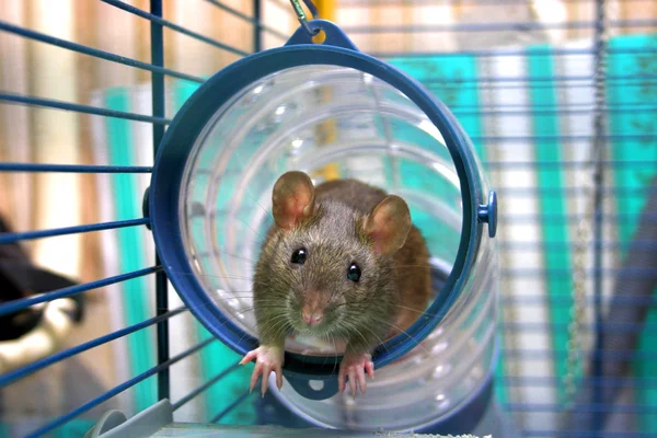 stock image Curious rat