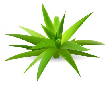 Aloe clipart