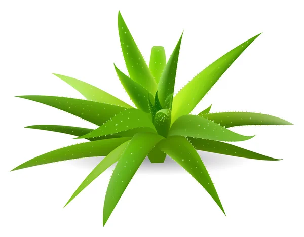 Aloe — Stockvektor