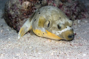 Pufferfish underwater clipart