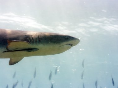 Shark underwater clipart