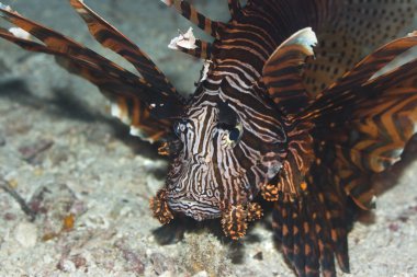 Tropical fish Lionfish clipart