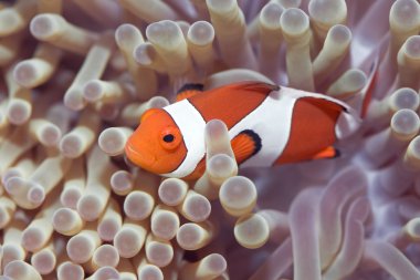 Anemone and Clown-fish clipart