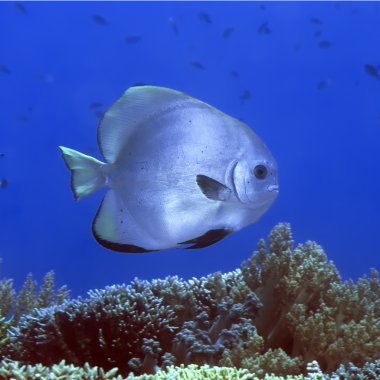 Tropical fish Bat-fish clipart