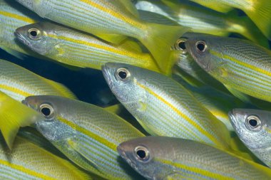 Yellow-fins Goat-fishes clipart