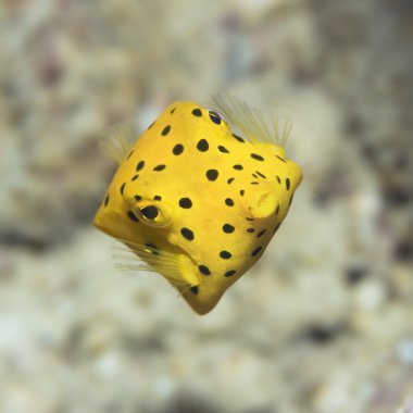 Black-spotted boxfish clipart