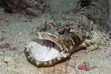 Tropical fish crocodile-fish clipart