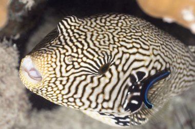 Tropecal fish pufferfish clipart