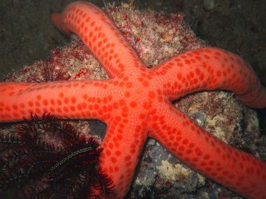 Red starfish clipart