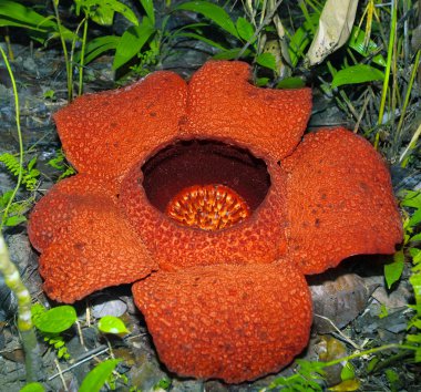 Rafflesia clipart