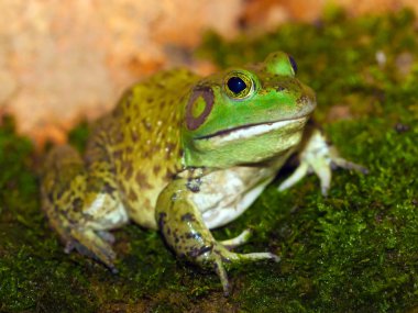 American bullfrog clipart