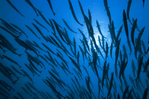 梭子鱼和阳光 — 图库照片