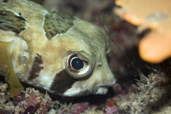 열 대 fishporcupinefish — 스톡 사진