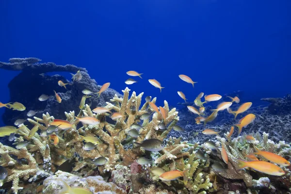 Onderwater landschap — Stockfoto