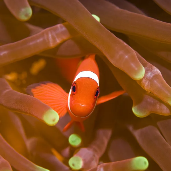 Clownfish τροπικά ψάρια — Φωτογραφία Αρχείου