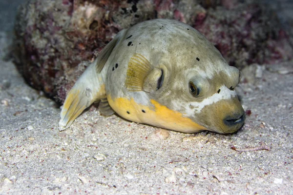 stock image Pufferfish underwater