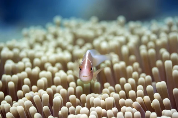 海葵和粉红色的小丑鱼 — 图库照片