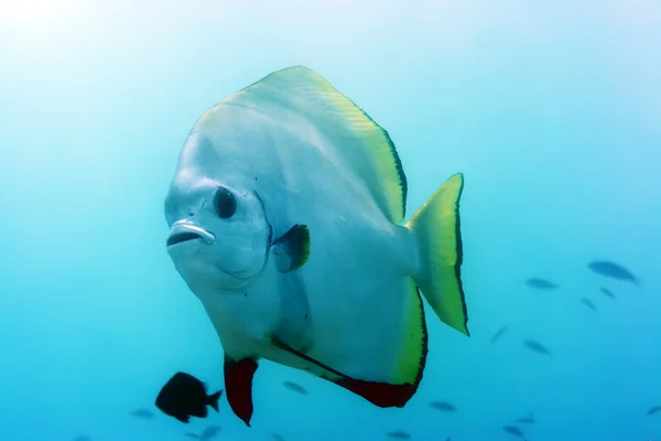 Тропическая рыба — стоковое фото