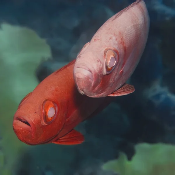 Cardinalfishes — 图库照片