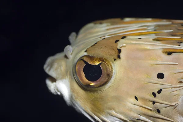 Tropical fish Porcupinefish — Stock Photo, Image