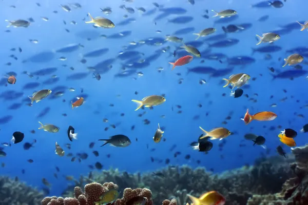 Unterwasserlandschaft — Stockfoto