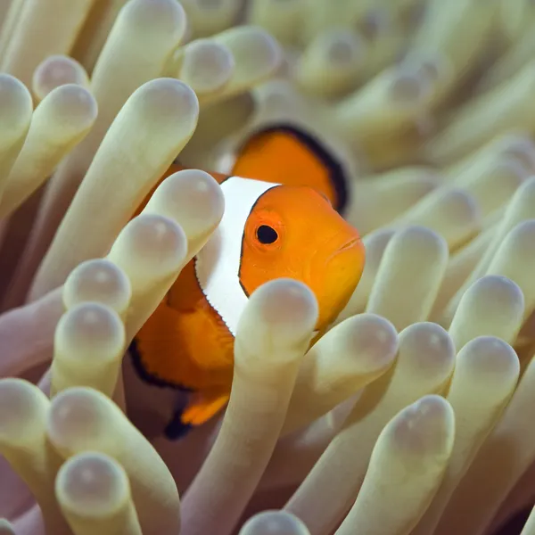 Tropical fish Clownfish — Stock Photo, Image
