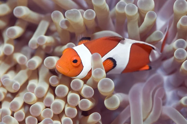 Anemone und Clownfische — Stockfoto