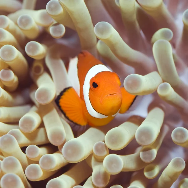 Clownfish τροπικά ψάρια — Φωτογραφία Αρχείου
