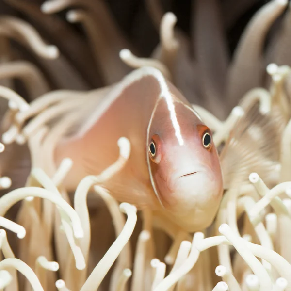 Trópusi hal rózsaszín bohóchal — Stock Fotó