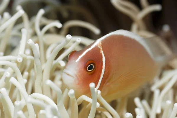 Tropical fish Pink clownfish — Stock Photo, Image